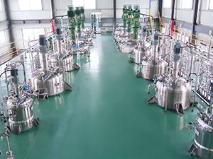 Bacillus Cultivation